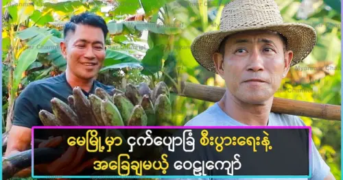 actor Wailu Kyaw grows and sells bananas in pyin oo lwin City